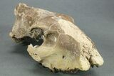 Partial Oreodont (Merycoidodon) Upper Skull - Nebraska #269860-2
